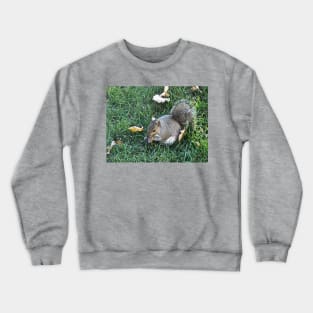 Squirrel Crewneck Sweatshirt